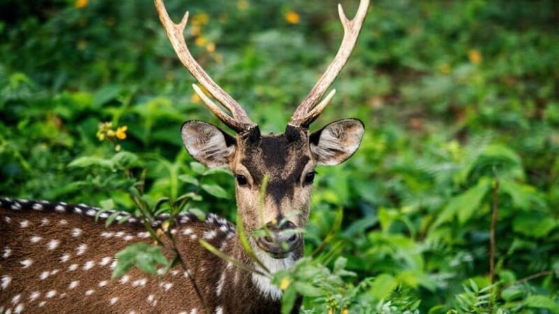 Udawalawe National Park Elephant Safari (Private Jeep) - Key Points