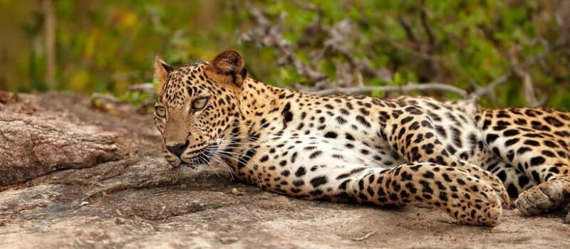 Udawalawe National Park : Entrance Ticket With Jeep - Key Points