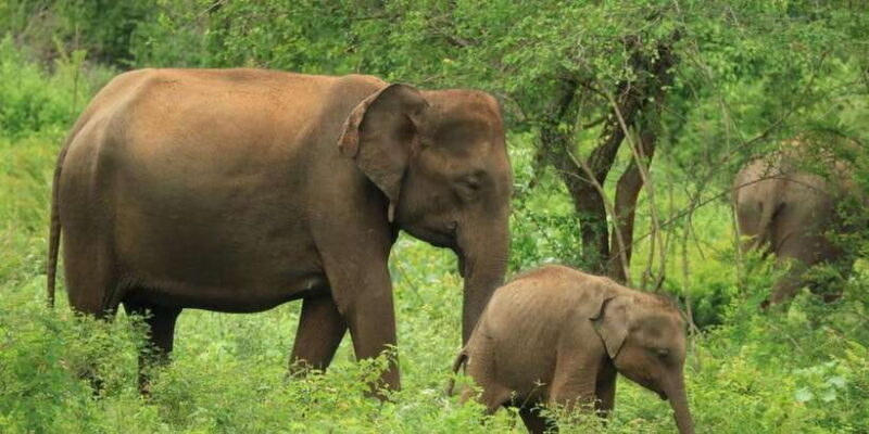 Udawalawe National Park | Full day-10 Hours | All Inclusive - Key Points