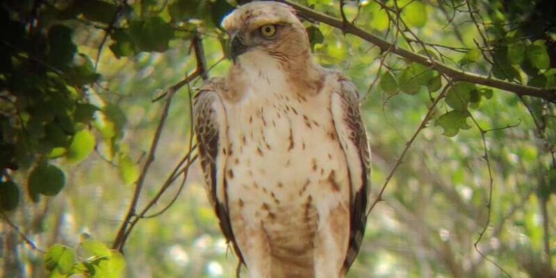 Udawalawe National Park | Full day-10 Hours | All Inclusive - An In-Depth Look at the Udawalawe Full Day Safari Experience