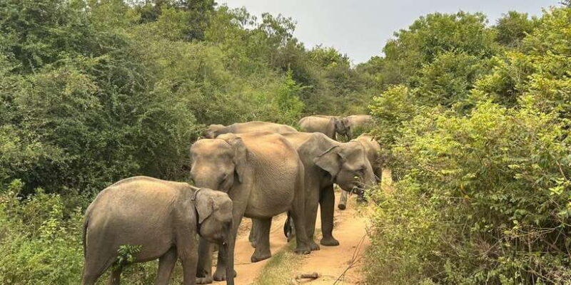 Udawalawe National Park | Full day-10 Hours | All Inclusive - FAQs