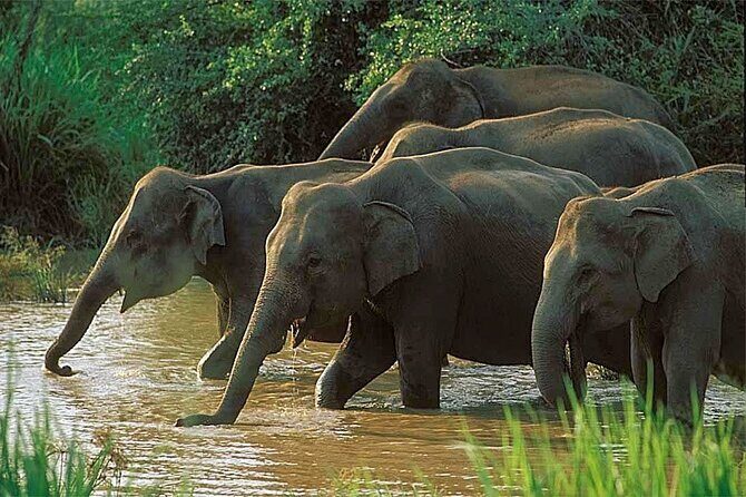 Udawalawe National Park | Half day - Safari tour - Key Points