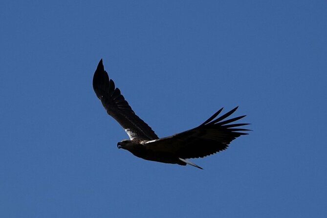 Udawalawe National Park | Half day - Safari tour - FAQ