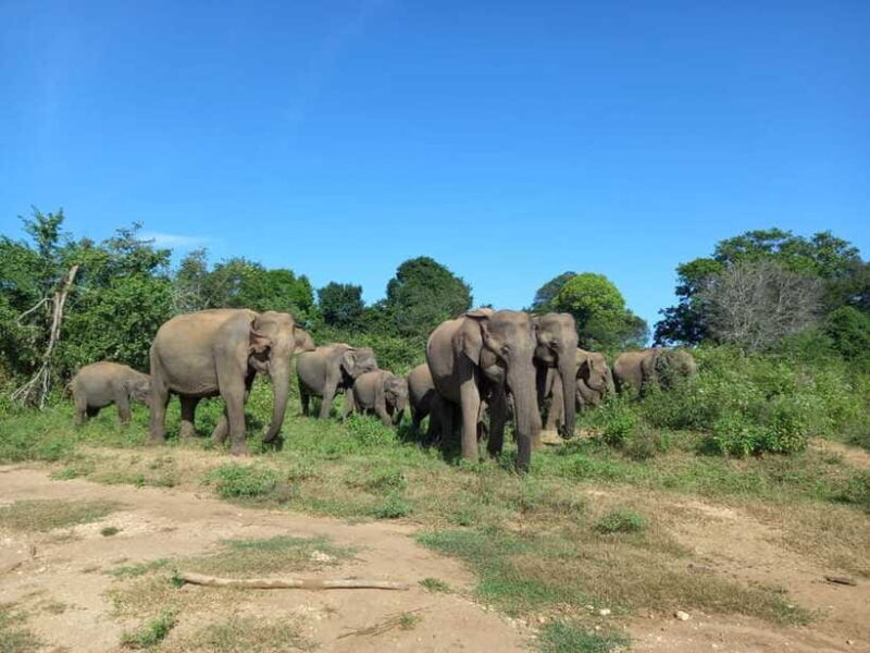 Udawalawe National Park: Half-Day Safari Tour - The Sum Up