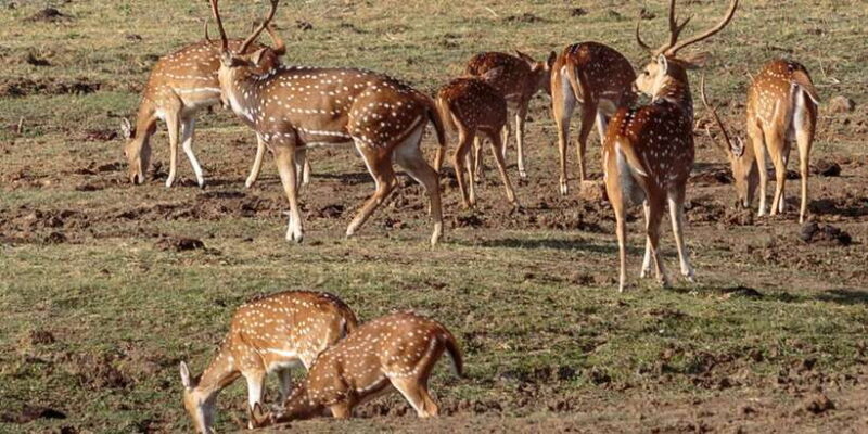 Udawalawe National Park Private Full-Day Safari - Key Points