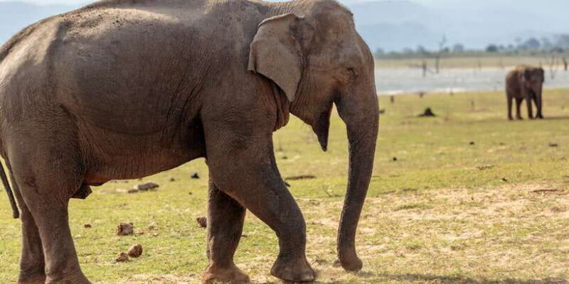 Udawalawe National Park Private Full-Day Safari - Why the Price Reflects Good Value