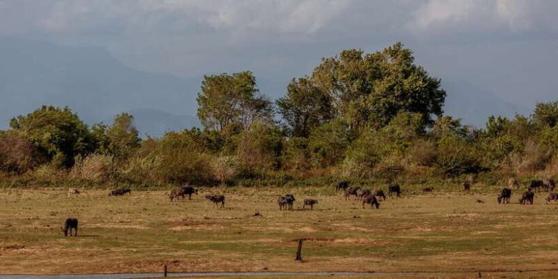Udawalawe National Park Private Full-Day Safari - The Sum Up: Who Should Consider This Safari?