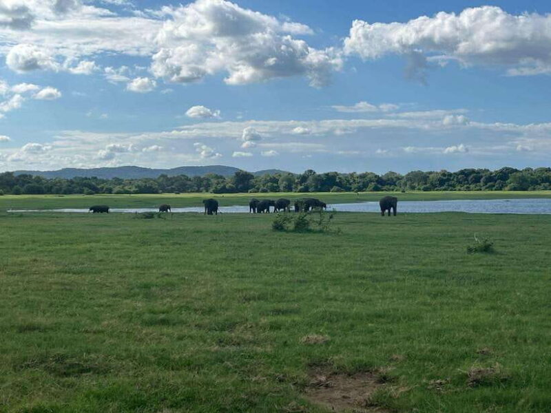 Udawalawe National Park: Private Safari - Key Points