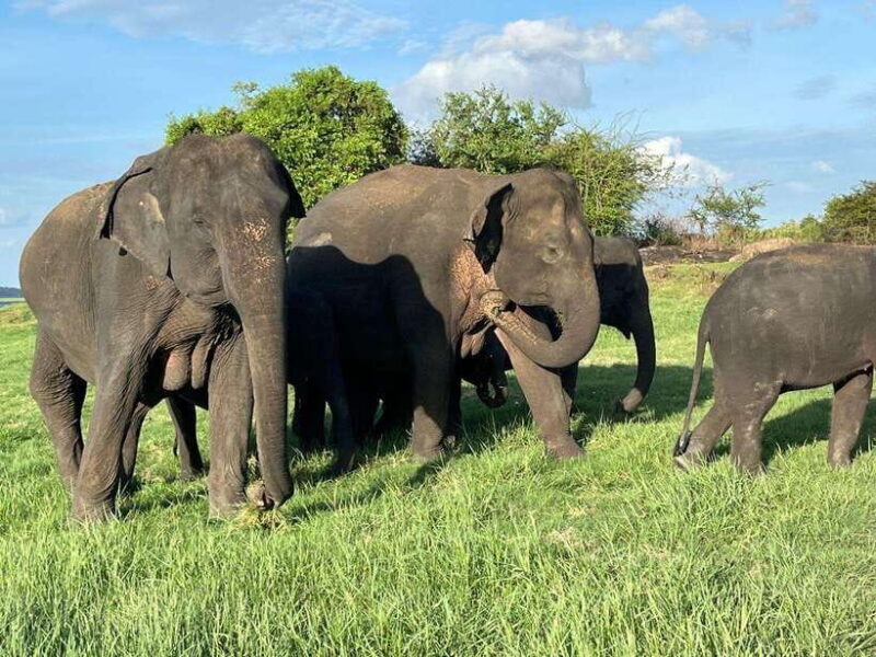 Udawalawe National Park: Private Safari - Final Thoughts