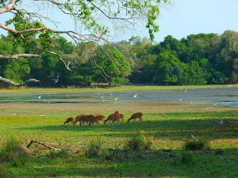 Udawalawe National Park: Private Safari From Colombo - Key Points