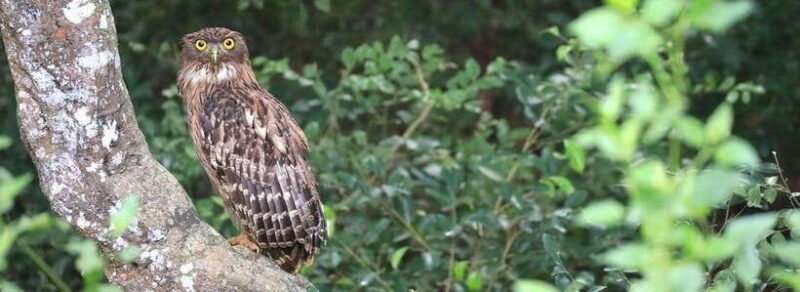 Udawalawe National Park: Private Safari From Colombo - Who Will Love This Tour?