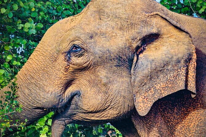 Udawalawe National Park Private Safari Tour - Experience a Private Safari at Udawalawe National Park