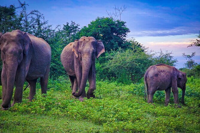 Udawalawe National Park Private Safari Tour - Key Points