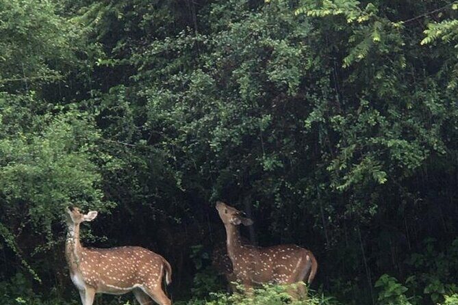 Udawalawe National Park Private Safari Tour - Exploring Udawalawe: What to Expect from Your Safari