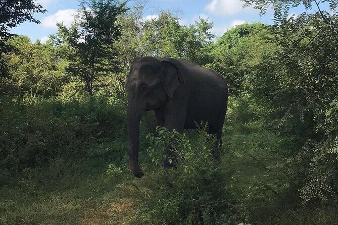 Udawalawe National Park Private Safari Tour - Who Should Consider This Safari?
