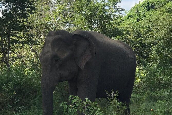 Udawalawe National Park Private Safari Tour - Final Thoughts