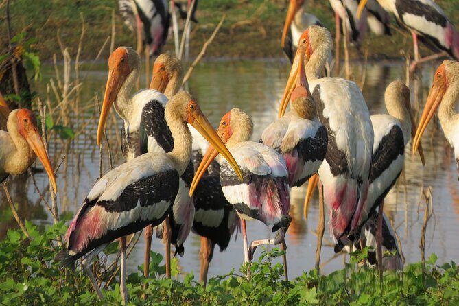 Udawalawe National Park - Private Safari with Gotrex Tours - An In-Depth Look at the Udawalawe Safari with Gotrex Tours