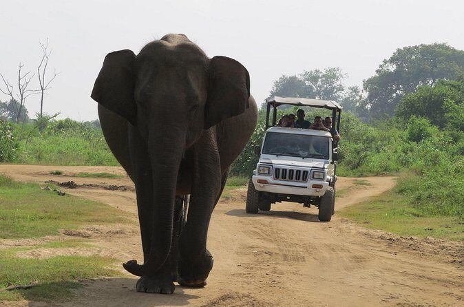 Udawalawe National Park - Private Safari with Gotrex Tours - The Sum Up