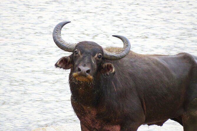 Udawalawe National Park - Private Safari with Gotrex Tours - FAQ