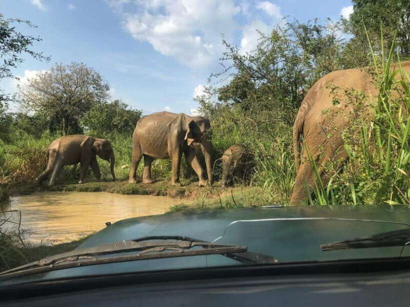 Udawalawe National Park Safari Adventure ( privet tour) - Key Points