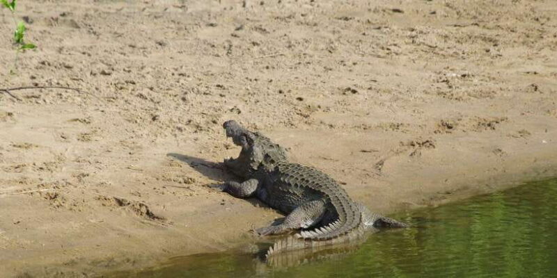 Udawalawe National Park Safari and Elephant Transit Home - Key Points