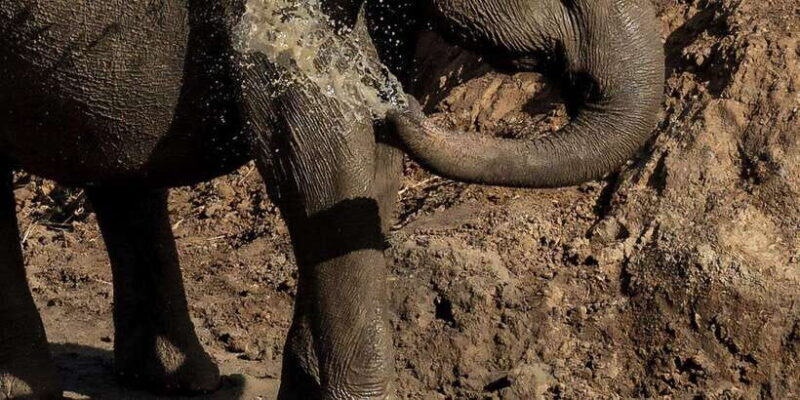 Udawalawe National Park Safari and Elephant Transit Home - Exploring Udawalawe: What You Can Expect