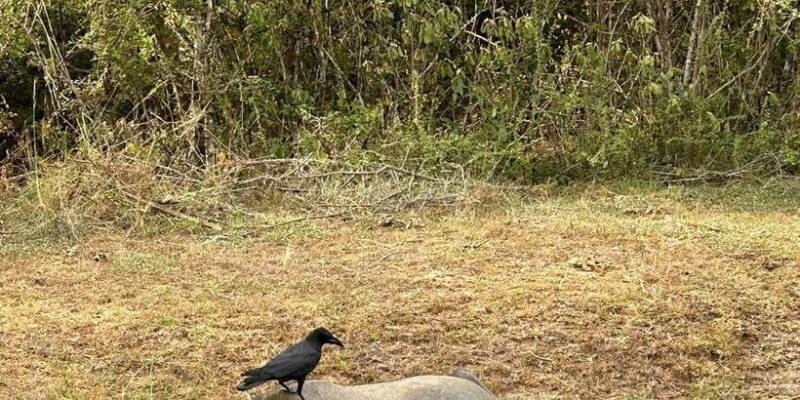 Udawalawe National Park Safari and Elephant Transit Home - Possible Considerations