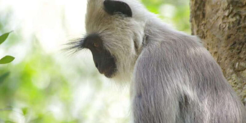 Udawalawe National Park Safari and Elephant Transit Home - FAQ