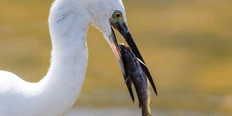 Udawalawe: National Park Safari & Elephant Transit Home Tour - What Do the Reviews Say?