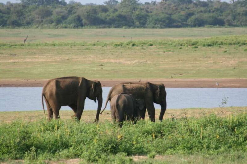 Udawalawe: National park safari & Elephant Transit Home Tour - Key Points