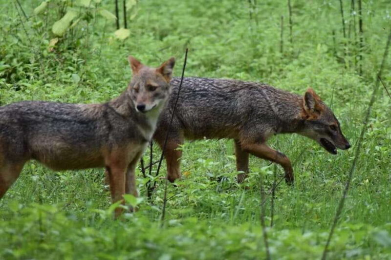 Udawalawe: National park safari & Elephant Transit Home Tour - FAQ