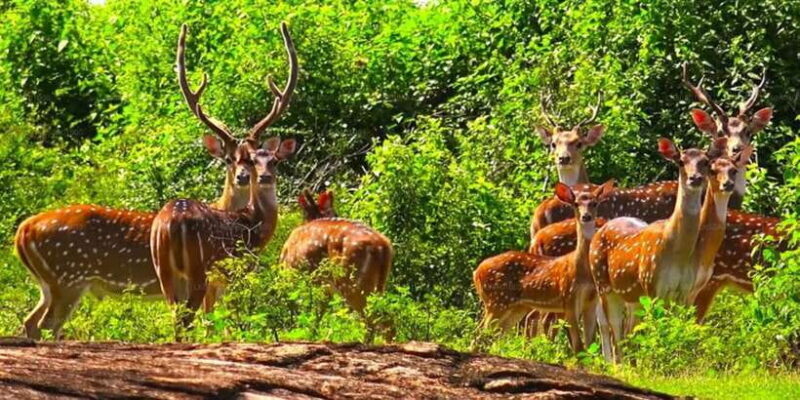 Udawalawe National Park Safari & Elephant Transit Home Visit - FAQ