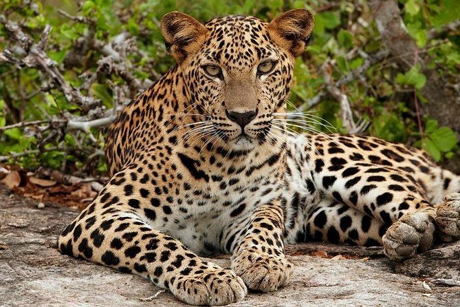 Udawalawe National park Safari From Galle/Mirissa/Weligama (All inclusive) - A Deep Dive into the Udawalawe Safari Experience