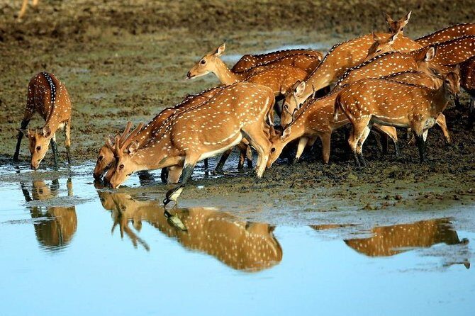 Udawalawe National park Safari From Galle/Mirissa/Weligama (All inclusive) - Final Thoughts: Is This the Right Safari for You?