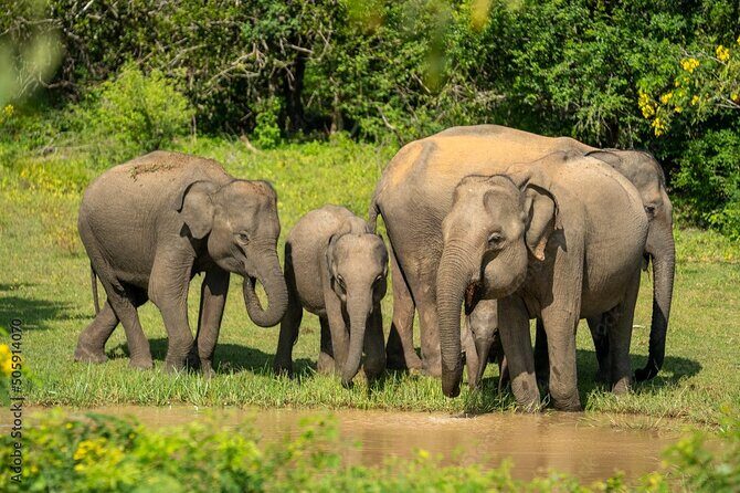 Udawalawe National Park Safari | From Hambantota Port - Discovering Udawalawe National Park: A Genuine Wildlife Encounter from Hambantota Port