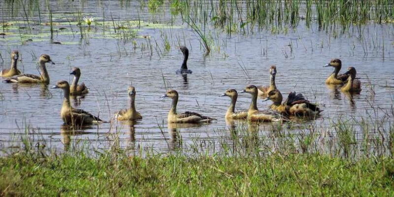 Udawalawe National Park Safari from Weligama - Key Points