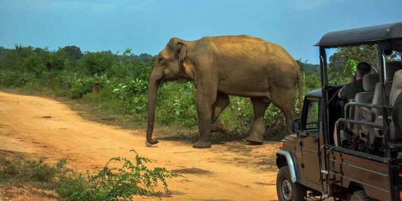 Udawalawe National Park Safari from Weligama - Exploring the Details of the Udawalawe Safari from Weligama