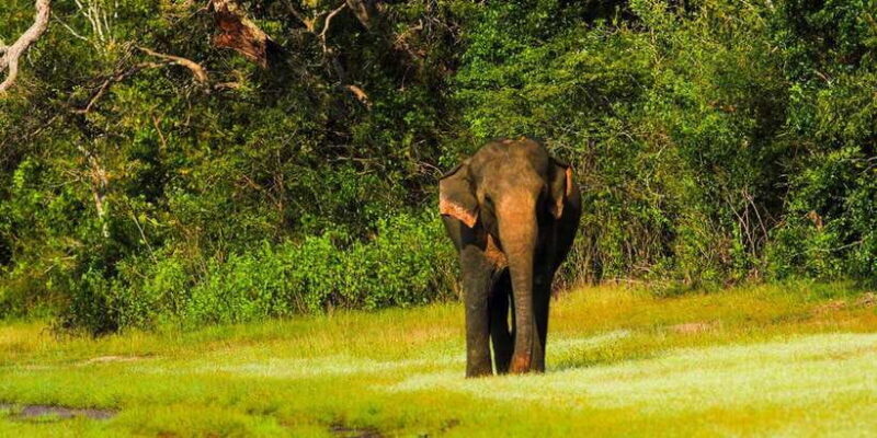 Udawalawe National Park Safari from Weligama - Practical Advice and Tips