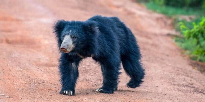 Udawalawe National Park Safari from Weligama - FAQ