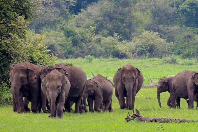 Udawalawe National Park Safari from Weligama - What makes this safari stand out?