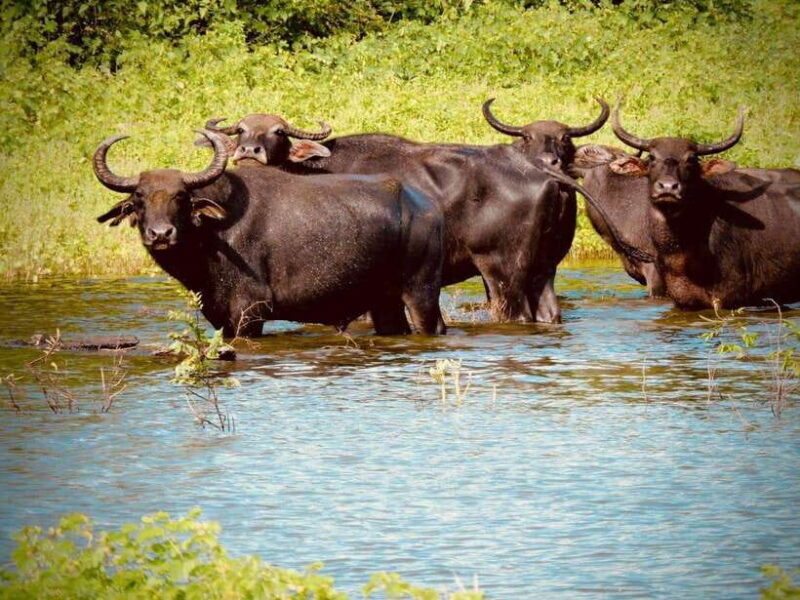 Udawalawe National Park Safari Tour - Final Thoughts: Who Will Benefit Most?