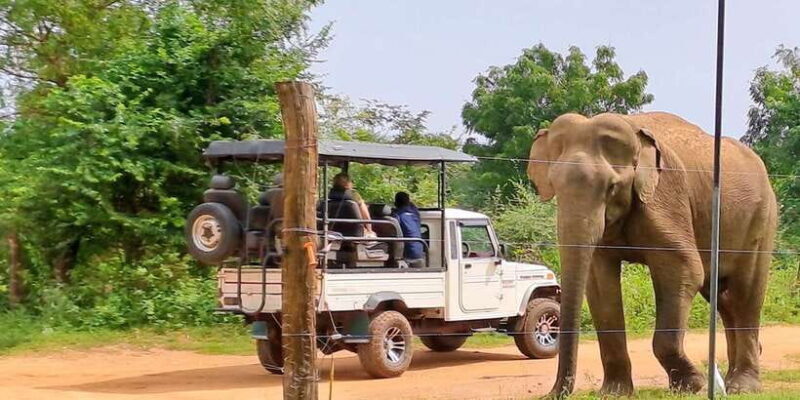 Udawalawe National Park Safari Tour - Exploring Udawalawe National Park: An Authentic Wildlife Encounter