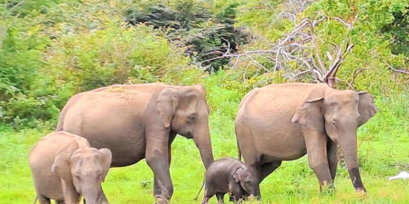 Udawalawe National Park Safari Tour - The Practical Side: Cost, Value, and Considerations