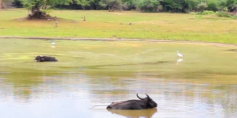 Udawalawe National Park Safari Tour - Who Is This Tour Best For?