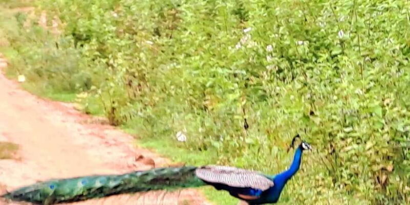 Udawalawe National Park Safari Tour - The Sum Up