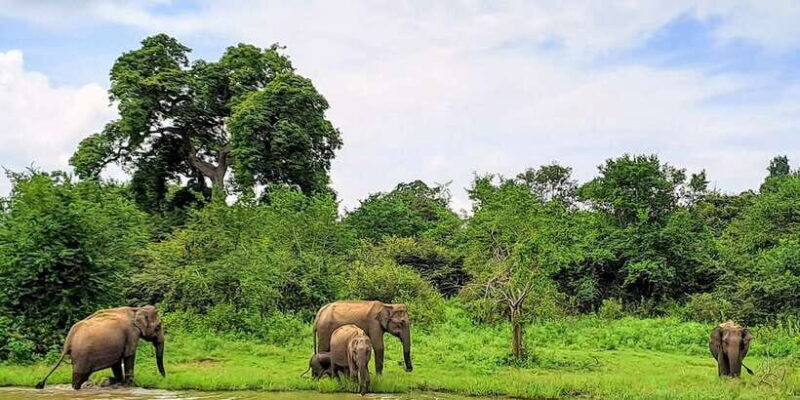 Udawalawe National Park Safari Tour - FAQ