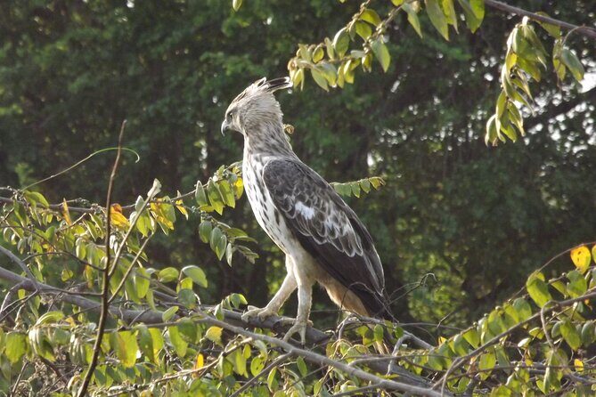 Udawalawe National Park Safari Tours - Key Points