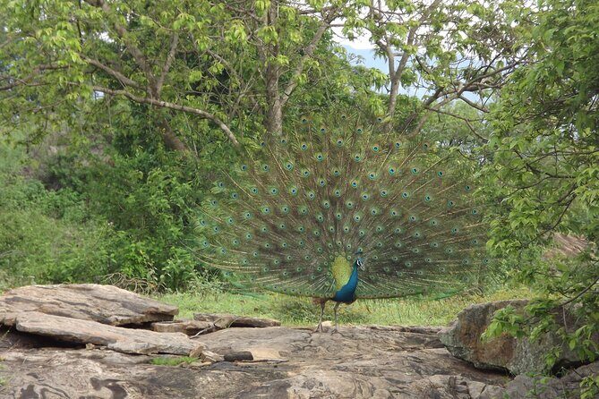 Udawalawe National Park Safari Tours - A Closer Look at the Udawalawe Safari Experience