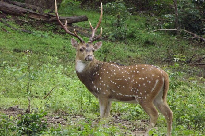 Udawalawe National Park Safari Tours - FAQs