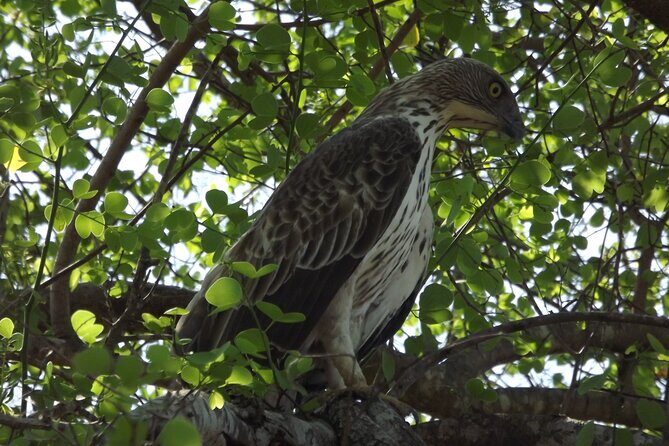 Udawalawe National Park Safari Tours - Final Thoughts